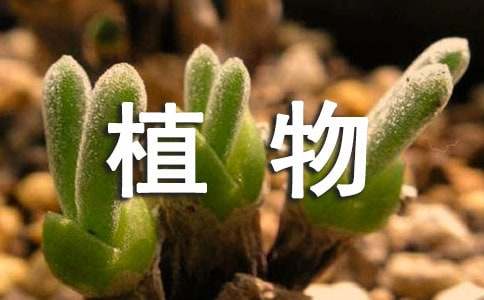 植物給人類的一封信（通用6篇）