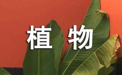 最新植物學(xué)學(xué)生的實(shí)習(xí)報(bào)告