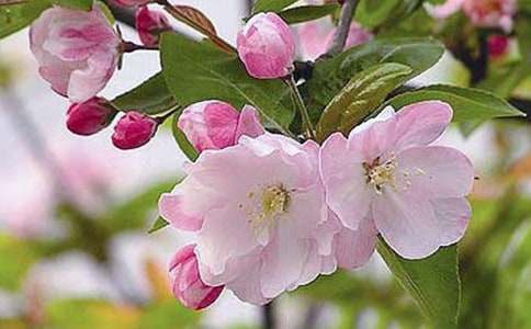 又是一年海棠花開時學(xué)生寄語（通用17篇）
