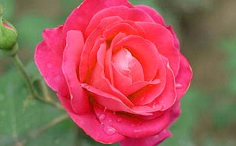 關(guān)于月季花的作文（精選33篇）