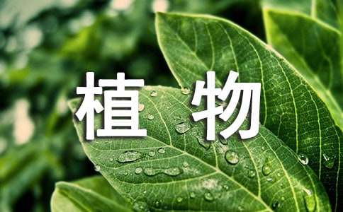 我喜歡的植物說(shuō)明文作文范文