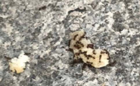 小螞蟻歷險記續(xù)寫